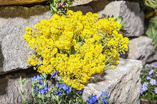 Alyssum saxatile 9x9 cm Topf – Winterhart, Mehrjährig, Pflegeleicht – Steinkraut – Bodendecker für Steingarten & Trockenmauer