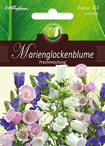 Campanula medium, Marienglockenblumen, Mg.