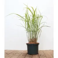 Miscanthus Sinensis Variegatus – Gestreiftes Chinaschilf im 3-5 Liter Container - Dieses elegante Ziergras mit zweifarbigem Laub bringt Struktur in Ihren Garten. Ideal als Sichtschutz oder Solitär, sorgt es das ganze Jahr über für beeindruckende Akzente.