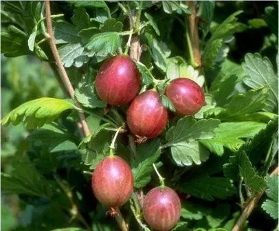 Redeva, rot, fast stachellos, Stachelbeere, robuste Sorte, Busch, 60cm im Topf