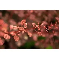 Berberis Thunbergii 'Rose Glow' - Rote Heckenberberitze 30–40 cm - Dekorativer Zierstrauch mit einzigartiger Blattzeichnung, ideal für Beete oder Hecken. Robust und pflegeleicht, bringt er das ganze Jahr über lebendige Farben in Ihren Garten.