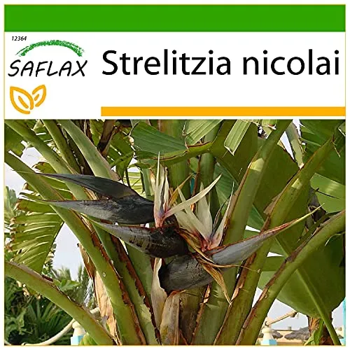 SAFLAX - Paradiesvogelblume (nicolai) - 5 Samen - Mit keimfreiem Anzuchtsubstrat - Strelitzia nicolai