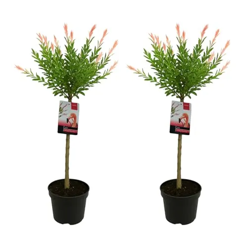 Bloomique