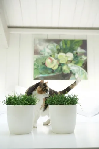 Blumentopf / Übertopf elho Brüssel Diamond rund Ø 14cm weiß 1 Stück