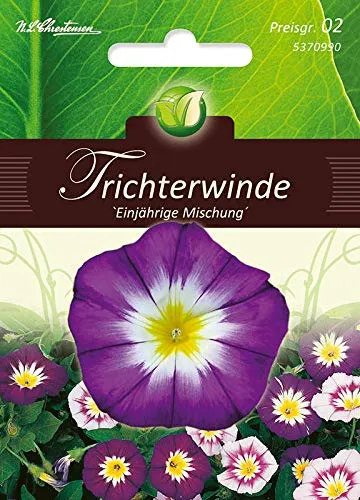 Convolvulus tricolor, Trichterwinde,Mg.