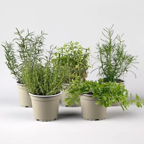 Produktbild Bio Grillkräuter-Set, Topf-Ø 12cm, 5 Pflanzen