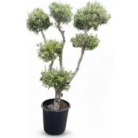 Produktbild Sunny-Tree Olivenbaum Olea Europaea Pompon 20 Jahre Alt 220 cm Hoch Winterhart und Kugelförmig