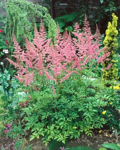 Astilbe x arendsii 'Bressingham Beauty' – Winterharte Prachtspiere im 9x9 cm Topf - Die winterharte Prachtspiere begeistert mit zarten, rosapinken Blütenrispen und dunkelgrünem Laub. Pflegeleicht und ideal für Schattenbeete, Kübel und Teichränder. Langanhaltende Blüte im Sommer sorgt für Farbe im Garten.