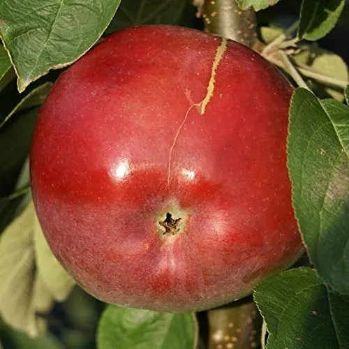 Säulenapfel McIntosh Wijcik roter saftig süßer Apfel Säulenapfel 60-100 cm im 5 Liter Topf