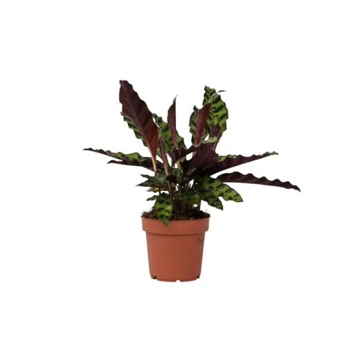 Plant in a Box - Calathea Insignis - Korbmarante - Luftreinigende Pflanze - Besondere Blätter - Topf 12cm - Höhe 30-40cm