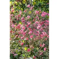 Anemone Multifida Annabella Deep Rose 2 Liter Container