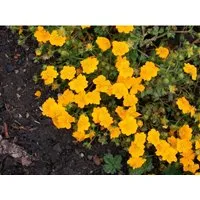 Potentilla Crantzii Goldrausch Fingerkraut Ca. 9x9 cm Topf