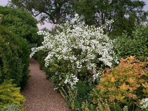 Philadelphus 'Virginal' 40-60 cm – Winterhart, Mehrjährig, Pflegeleicht – Duftjasmin – Heckenpflanze für Garten & Sichtschutz