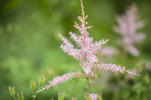 Astilbe glaberrima 'Hennie Graafland' 9x9 cm Topf – Winterhart, Mehrjährig, Pflegeleicht – Prachtspiere – Staude für Schattenbeet & Garten