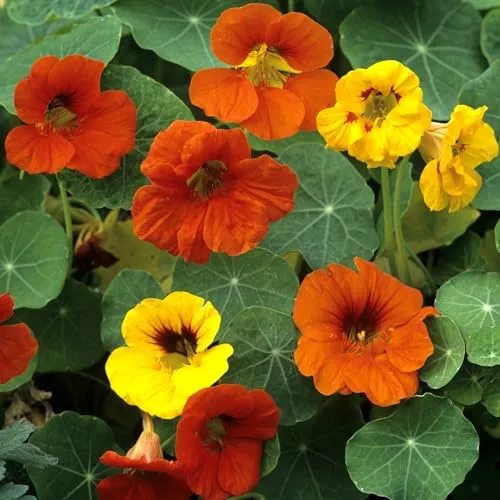 Kapuzinerkresse Samen rankender Mix - Blumensamen & -pflanzen, schnellwüchsig und schädlingsabweisend, ideal für Gartenliebhaber, die eine attraktive und nützliche Pflanze suchen.