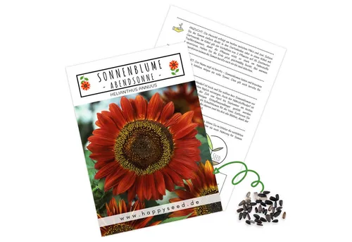 HappySeed Blumensamen Sonnenblumen Samen - Helianthus annuus (Abendsonne), Sonnenblumen