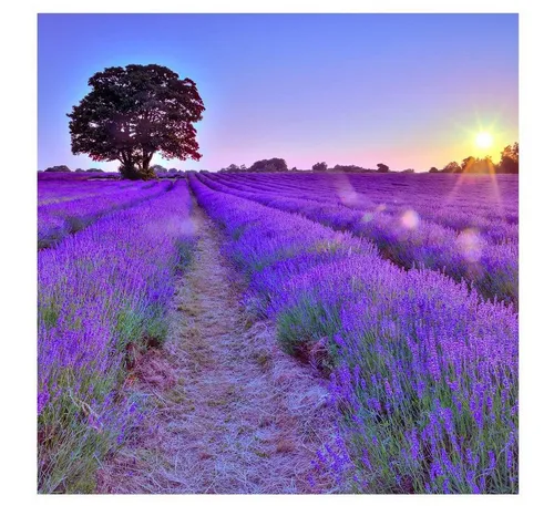 Levandeo® Glasbild, levandeo Glasbild 30x30cm Wandbild Glas Lavendel Feld Sonne