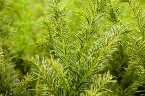 Taxus baccata 'Semperaurea' 20-25 cm