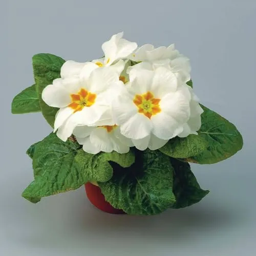 Primel weiß, Topf-Ø 10,5 cm, 8 Pflanzen von Pflanzen-Kölle