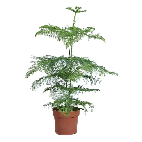 Bloomique - Araucaria Heterophylla - Zimmertanne - Norfolktanne - Zimmerpflanzen - Weihnachtsdeko - Höhe 80-100 cm - Topf 21 cm