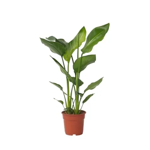 Plant in a Box