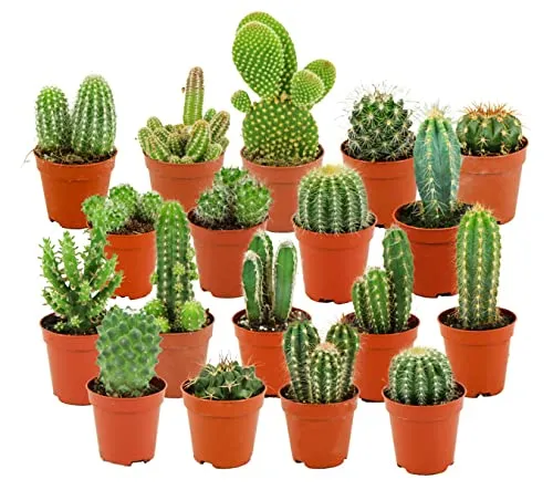 Produktbild ZynesFlora Mini Kakteen im Set