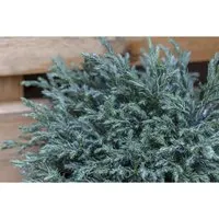 Chamaecyparis Pisifera Blue Moon Scheinzypresse Blau 20–25 cm