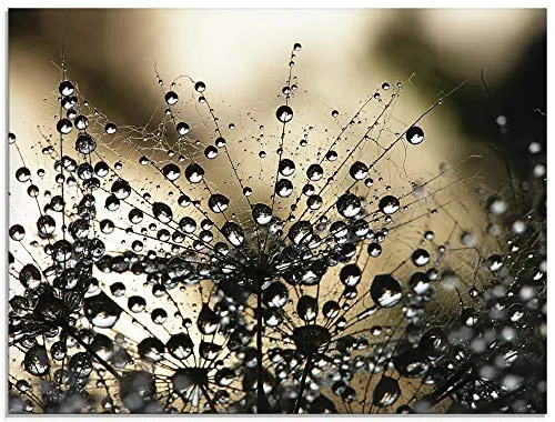ARTland Wanddeko Glasbilder Wandbild Glas Bild einteilig 60x45 cm Querformat Natur Botanik Blumen Pusteblume Frühling Wassertropfen Modern S5YR