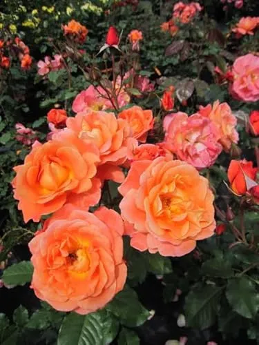Rosa Westerland® - Strauchrose Westerland® - Duftende Kupferorange Rose - Rosensamen & -pflanzen - Die Strauchrose Westerland besticht mit ihrer kupferorange Blüte und intensivem Duft. Winterhart und ideal für Gartenliebhaber.