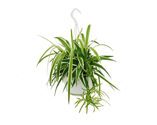 Exotenherz Zimmerpflanze Chlorophytum, Grünlilie, Ampelpflanze 15cm Topf