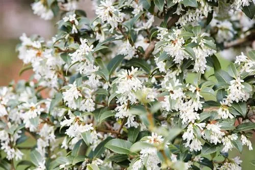 Osmanthus burkwoodii in weiß von PlantaPro