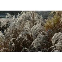 Miscanthus Sinensis Sioux Chinaschilf Ca. 11x11 cm Topf