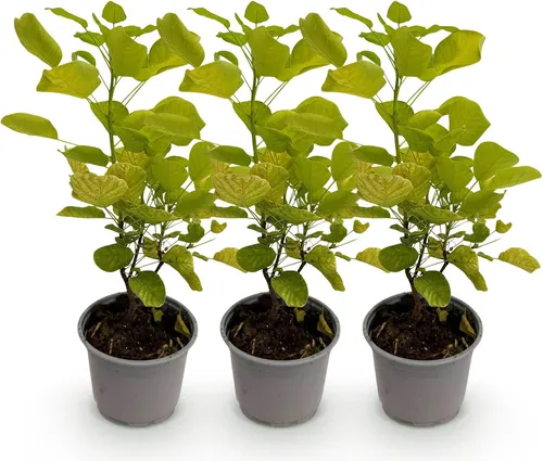 GreenboutiQ