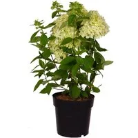 Produktbild Rispenhortensie Magical Andes