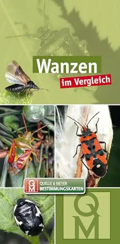 Wanzen: im Vergleich (Quelle & Meyer Bestimmungskarten)