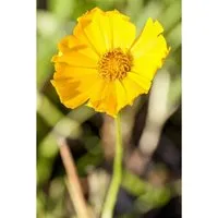 Coreopsis Grandiflora Schnittgold Großblumiges Mädchenauge Ca. 9x9 cm Topf