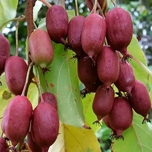 Red Jumbo Kiwi rote Schale rotes Fruchtfleisch weibliche Kiwi Actinidia arguta 60-100 cm 3-5 L Topf