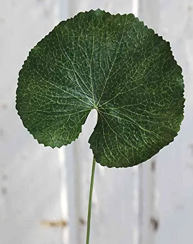 artplants.de Kunst Geranien Blatt HEIDEGARD, grün, 38cm, Ø11cm - Künstliche Geranie