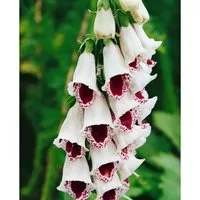 Digitalis Purpurea Fingerhut Pams Choice Ca 9x9 cm Topf
