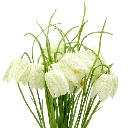Schachbrettblumen Fritillaria künstlich 40cm Weiß Grün 12 St