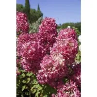 Hydrangea Paniculata Diamond Rouge 100-125 cm - Die beeindruckende Rispenhortensie Diamond Rouge begeistert mit farbenfrohen Blüten von cremeweiß bis intensiv rot. Ideal für Beete, Terrassen und als Kübelpflanze, bringt sie lebendige Akzente in jeden Garten.