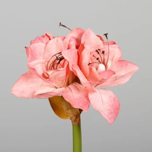Seidenblumen Roß Amaryllis Deluxe 74cm DP Kunstblumen künstlicher Ritterstern Blumen Pflanzen (Rosa)