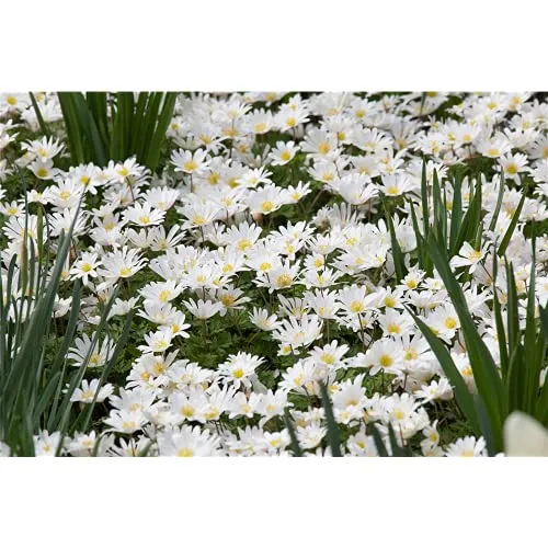 Produktbild Anemone blanda 'White Splendour'