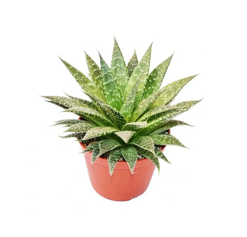 Exotenherz Kaktus Aloe arristata - große Pflanze im 12cm Topf