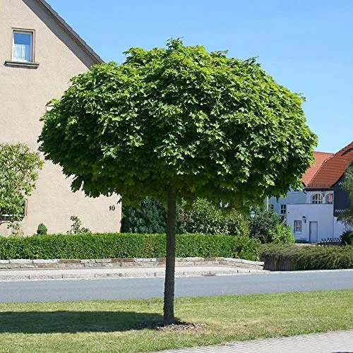 Acer platanoides Globosum Kugelahorn Hochstamm 80 cm