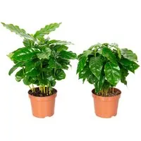 2er-Set Kaffeepflanze in grün von Flowerbox