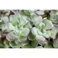 Sedum Spathulifolium Purpureum Spatelblättrige Fetthenne Ca. 9x9 cm Topf