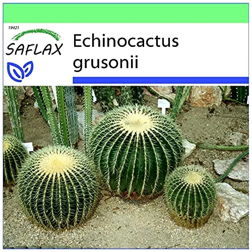 SAFLAX - Kakteen - Schwiegermutterstuhl - 40 Samen - Echinocactus grusonii