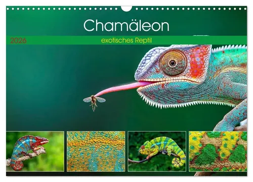 Chamäleon - exotisches Reptil Wandkalender 2026 - DIN A3 quer, faszinierende Bilder von Chamäleons, ideal für Naturfreunde und Reptilienliebhaber. Ein Blickfang für jedes Zimmer!