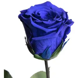 Ewige Rose mit Stiel von Rosemarie Schulz